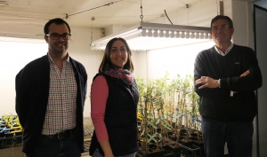 De izquierda a derecha, los investigadores del Departamento de Agronomía de la UCO Carlos Agustí, Ana López y Antonio Trapero 