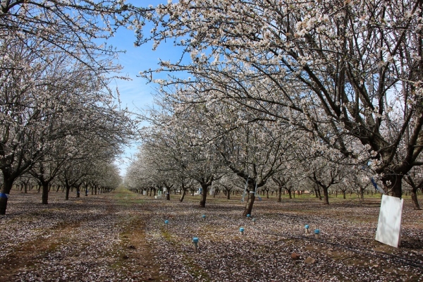 Finca experimental de almendros donde se ha desarrollado el estudio