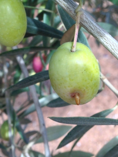 Aceituna afectada por la 'mosca del olivo'