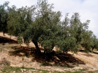 Las Universidades de Crdoba y Cornell colaboran en la investigacin contra la verticilosis del olivo