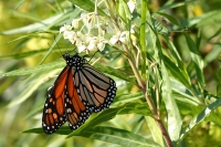 Prueban la migracin de mariposas monarca desde Amrica a Andaluca a travs del Atlntico
