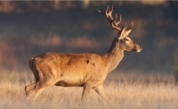 La investigación sobre la mancha ventral en el ciervo revela que el nivel de hormonas en un organismo puede llegar a ser de gramos por litro