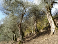 Un estudio cientfico caracteriza por primera vez dos nuevas variedades gallegas de olivo 