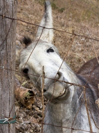 Investigadores de la Universidad de Crdoba caracterizan las pruebas diagnsticas endocrinas especficas para burros