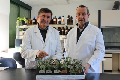Los investigadores del Área de Fisiología Vegetal Javier Romera y Esteban Alcántara muestran ejemplares de tomate en los que se experimenta con nutrición férrica