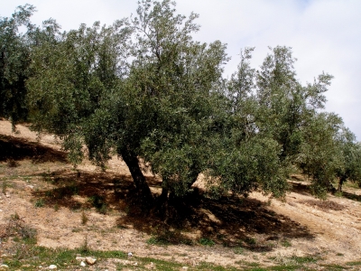 La verticillium amenaza desde hace aos al olivar andaluz