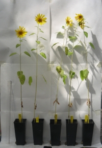 Plantas de girasol ('Helianthus annuus') en las que se ha probado los efectos del biocarbón en un invernadero experimental