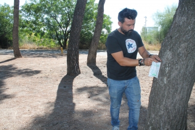 Juan Barbado, inyectando la vacuna a un pino