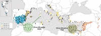 Expansión del olivo por la cuenca mediterránea. Las muestras Q1 y Q3 tienen más coincidencias genéticas entre ellas que con las muestras Q2.