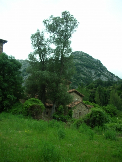 La Iglesia y el olivo de Santa Maria de Lebeña