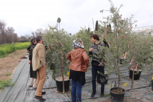 OLIVE MIRACLE. An application to predict the future of the olive tree