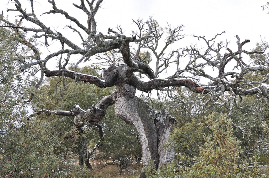 Drought determines Holm oak defense strategies