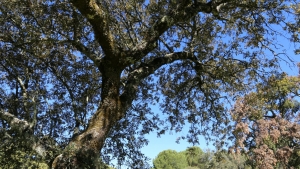 Holm oak from the places studies in this study