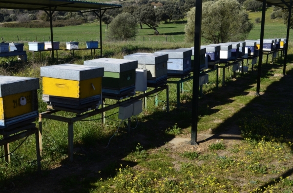 Honeybees reveal environmental pollution in their surroundings