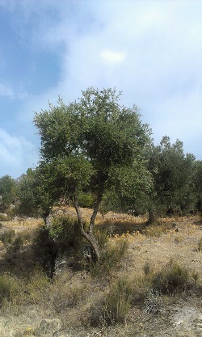 The wild olive genome accounts for high oleic acid concentrations in olives