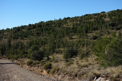 Atlas cedar plantation in Sierra de Gádor, Almería